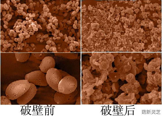 破壁靈芝孢子粉破壁前后對(duì)比 破壁靈芝孢子粉破壁前后對(duì)比