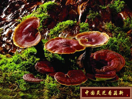 靈芝和靈芝孢子粉究竟哪個(gè)更好