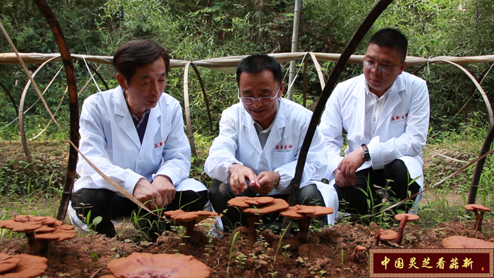 菇新專家團隊研究今年靈芝生長情況