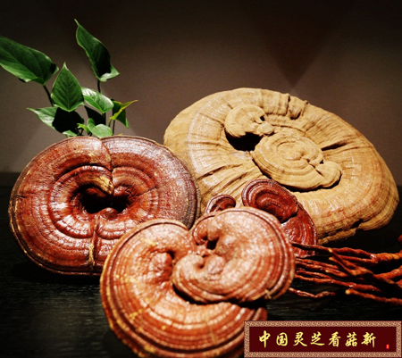 中國靈芝看菇新