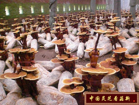 袋料靈芝農殘以及重金屬含量超標