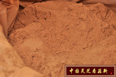 未破壁的靈芝孢子粉具有堅硬的植物幾丁質(zhì)外殼