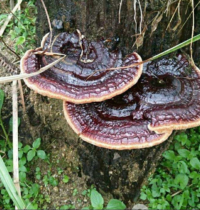 靈芝富含靈芝多糖、靈芝三萜等