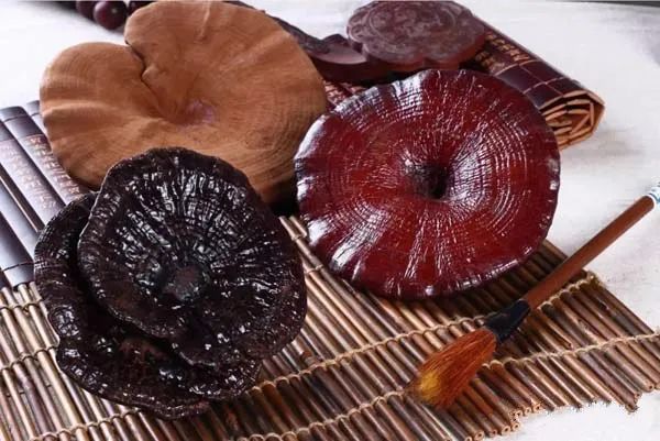 靈芝對(duì)神經(jīng)衰弱的作用