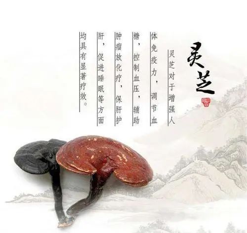 靈芝怎么吃才更好？